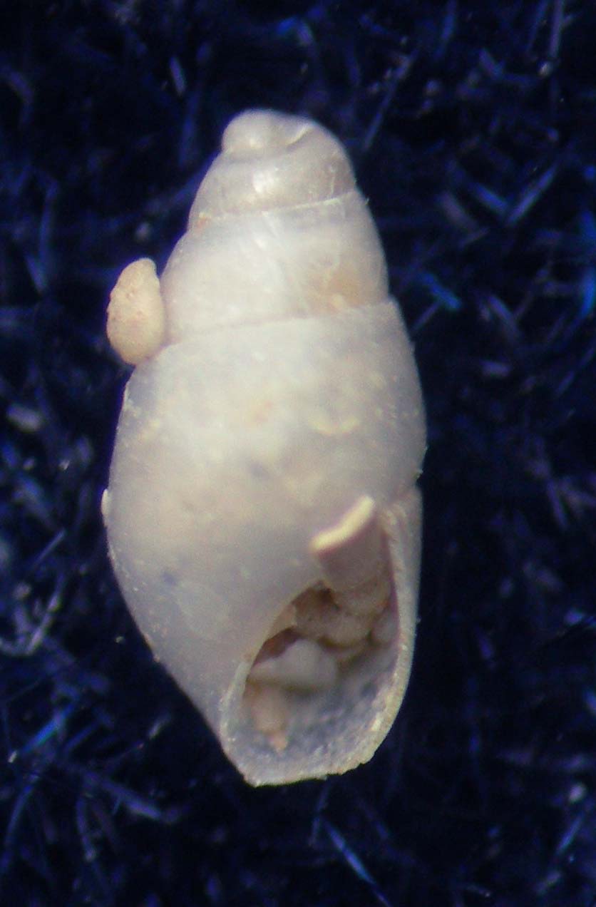 odostomia capraia